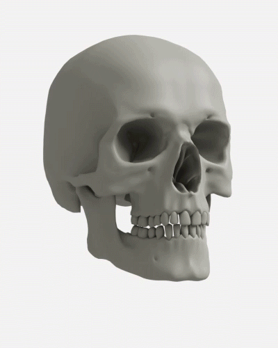 Animazione 3D del cranio umano realizzata con tecnologia DEXIS OP 3D LX per diagnosi odontoiatrica avanzata